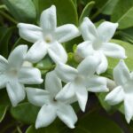 Jasmine