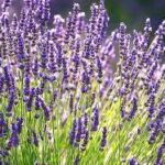 Lavanda