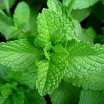Mint