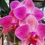 Orchid