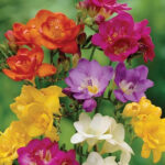 Freesia