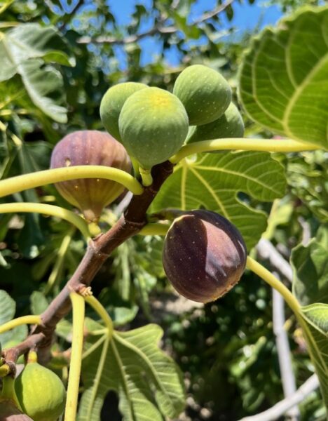 Natural Eau de Toilette "Under the Fig Tree" - Image 4