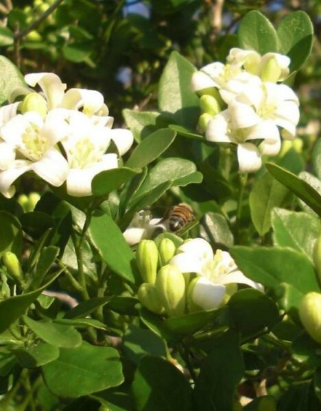 Eau de Toilette Natural "Serenata en Flor" - Imagen 4